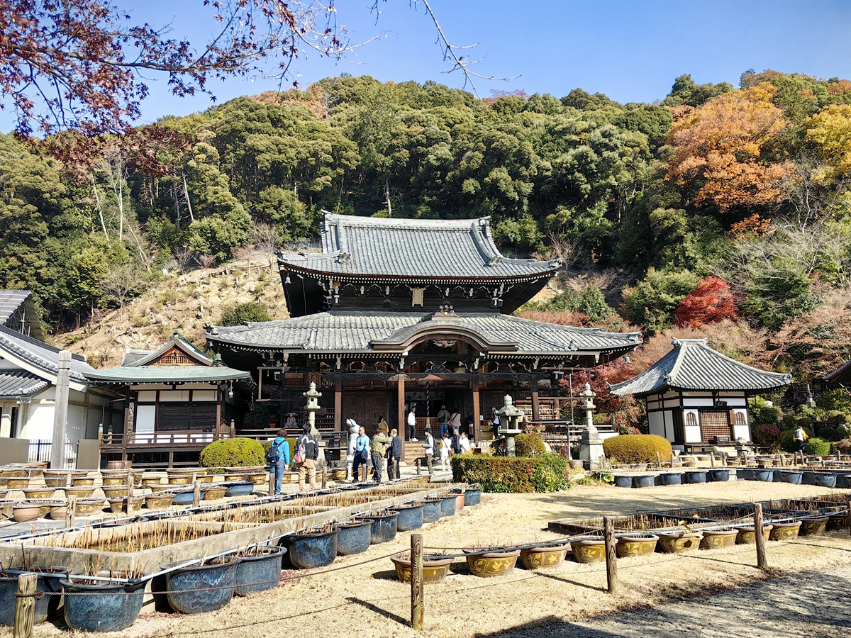 第十番 明星山 三室戶寺